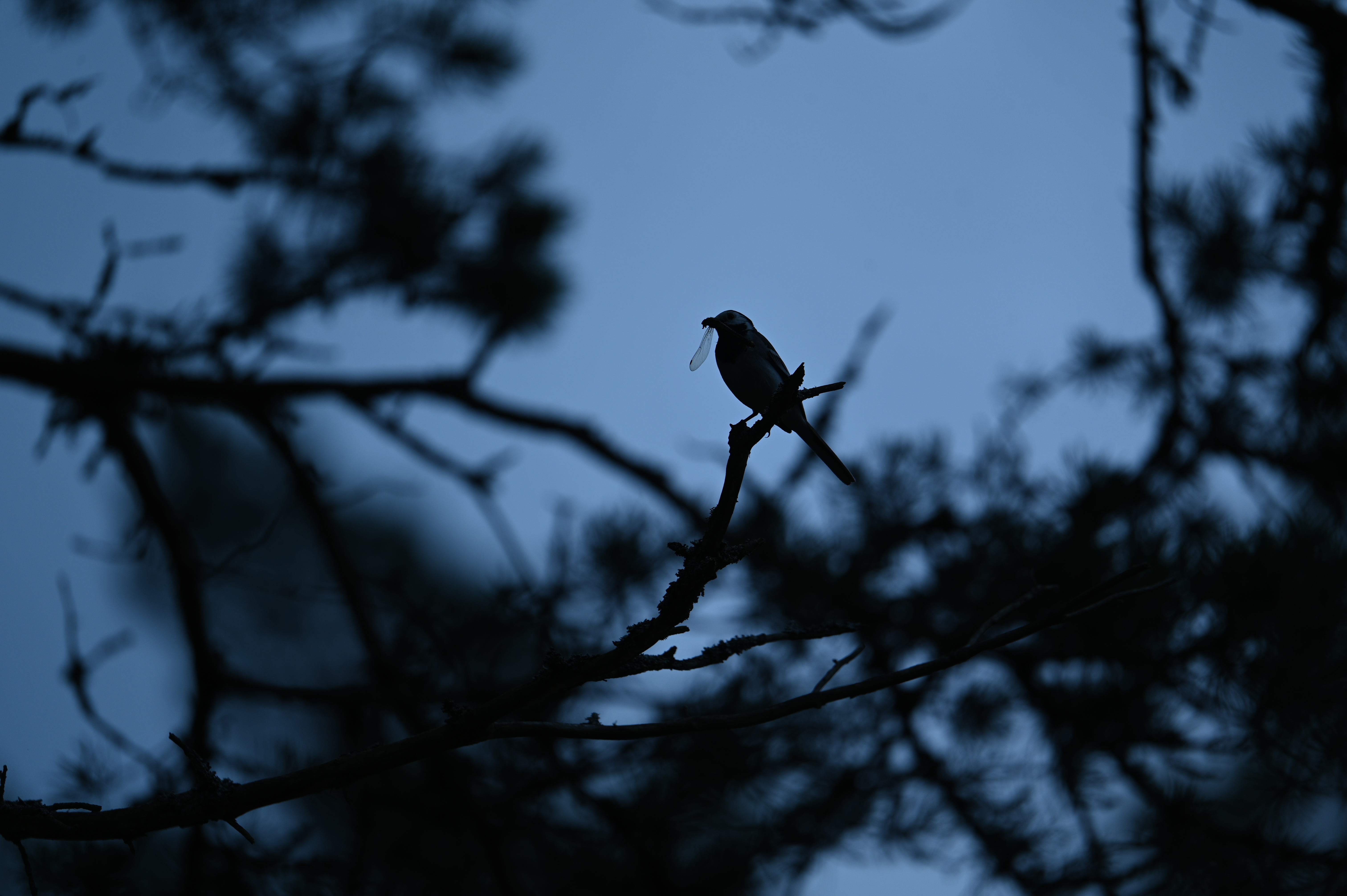 2025/07/09-14 - trip/DSC_0386.JPG